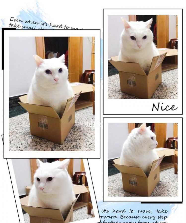 快遞可以快遞小貓咪的嗎