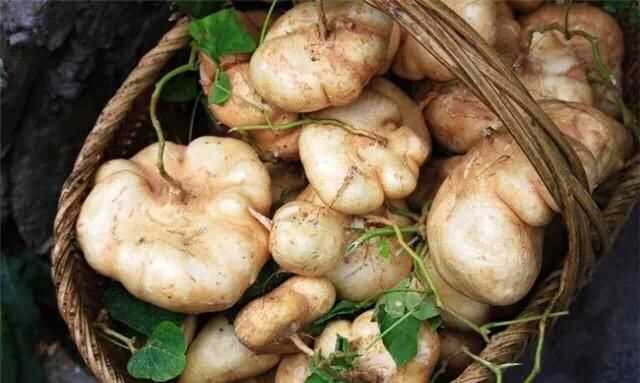 涼薯吃多了會(huì)怎么樣，涼薯花能吃嗎？圖4