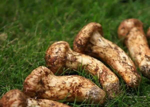 松茸為什么不能水洗,松茸如何清洗圖1