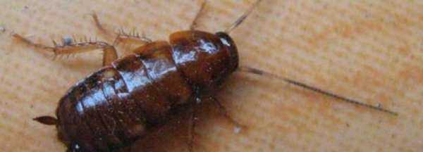 蟑螂在冰箱里能存活,蟑螂會(huì)跑到冰箱里面嗎圖3