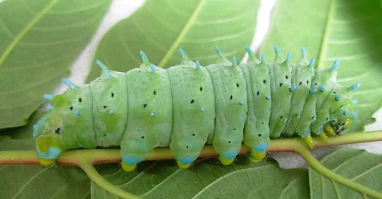 幼年蠶蟲是不是昆蟲類