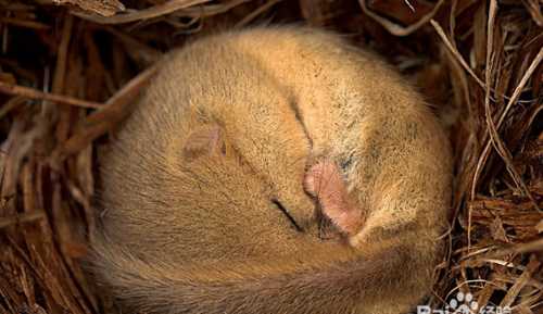 冬眠的動物有哪些冬眠的動物有哪些