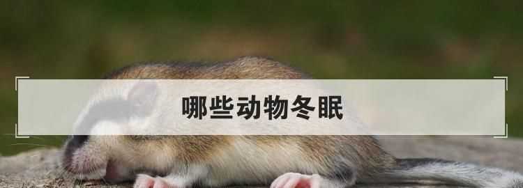 冬眠的動物有哪些