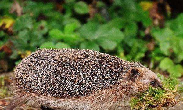 冬眠的動物都有哪些,冬眠的動物有哪些冬眠的動物有哪些圖5