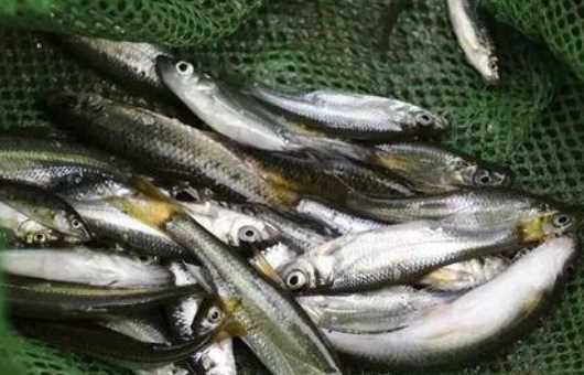 新冠期間海鮮可以吃,疫情期間吃帶魚安全嗎圖4