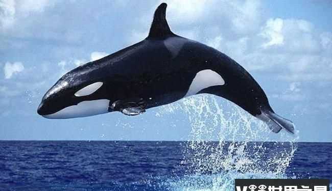 海龜是不是最長(zhǎng)壽的海洋生物