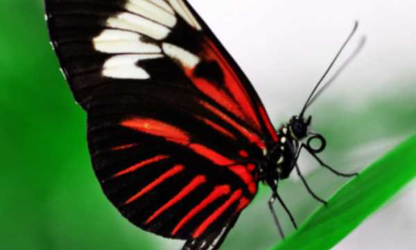 蝴蝶避暑的方法有哪些,小昆蟲的避暑方法很什么圖2