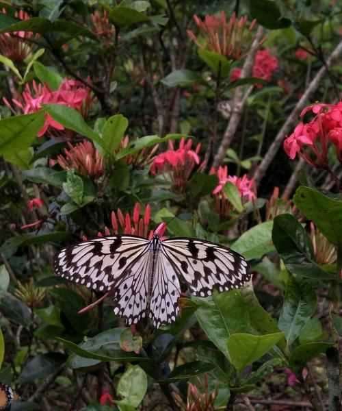 昆蟲的避暑方法有哪些一年級