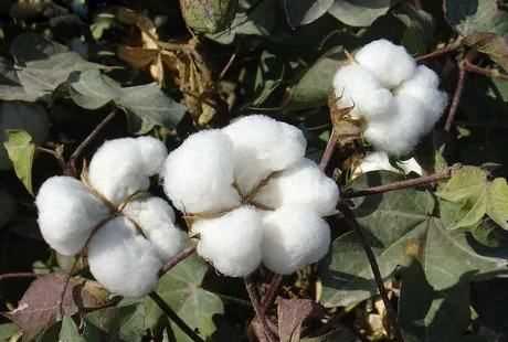 燒羊毛和燒棉花的區(qū)別,用燃燒的方法區(qū)別棉織品和羊毛織品的原理是什么呢圖4