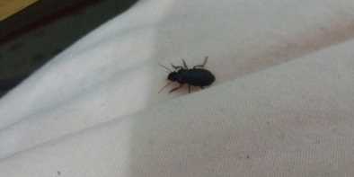 蟑螂爬過的床能睡一晚再洗,床上跑了一只蟑螂還可以睡嗎圖1