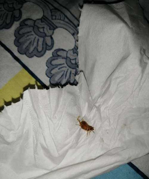 蟑螂爬過的皮膚會(huì)立刻過敏嗎