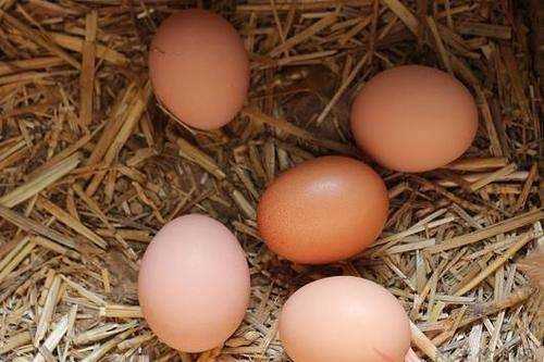 什么菜可以炒雞蛋,雞蛋炒什么菜好吃又簡(jiǎn)單圖12