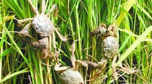 清蒸螃蟹蒸出來綠色的東西能吃嗎