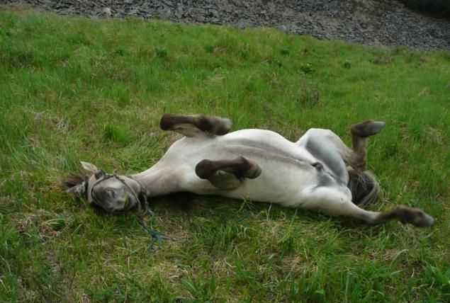 馬是躺著睡覺的嗎