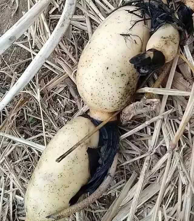 藕洞里有黑膜能吃嗎，藕空洞中間是黑的怎么處理？圖2