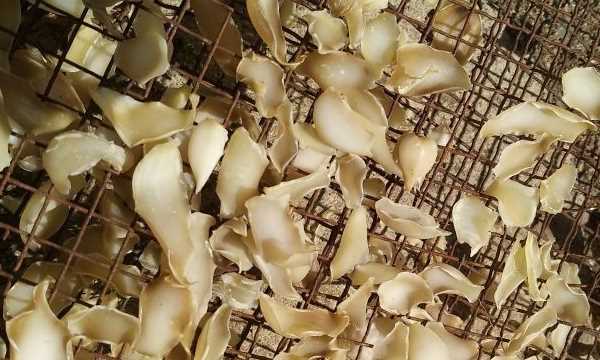 新鮮百合能直接曬干,百合花苞發(fā)干為什么呢圖9