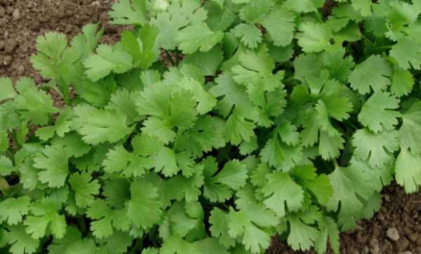 芫荽和香菜有什么區(qū)別,芫荽跟香菜的區(qū)別圖3