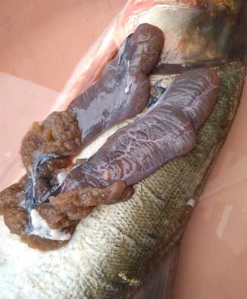 魚鰓里面白色像彈簧是什么