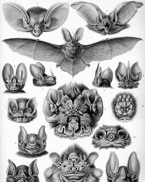 蝙蝠象征著什么四字詞語(yǔ)