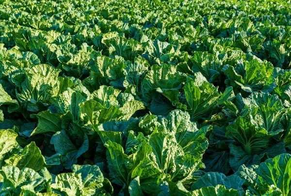 白菜每層都有黑點點是什么,白菜上的小黑點到底是什么東西圖1