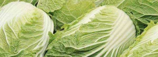 白菜每層都有黑點點是什么,白菜上的小黑點到底是什么東西圖4