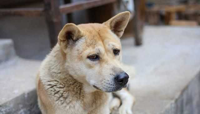 蜱蟲怕什么藥和氣味，蜱蟲死死咬在狗狗身上，要怎么取下來？圖1