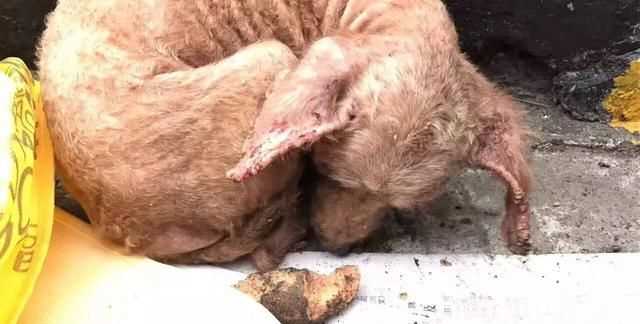 蜱蟲怕什么藥和氣味，蜱蟲死死咬在狗狗身上，要怎么取下來？圖3