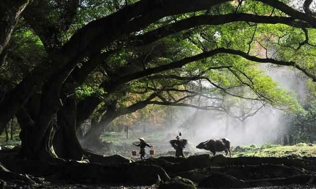 石牛山索道多少米，德化石牛山索道長度在國內(nèi)排第幾？圖13