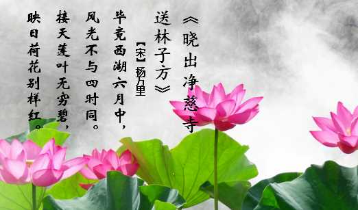 接天蓮葉無窮碧的下一句,接天蓮葉無窮碧下一句是什么圖4