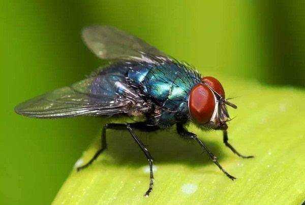 蟑螂存在的意義,夢見蒼蠅和蟑螂是什么意思圖1