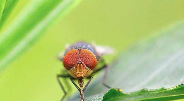 蟑螂存在的意義,夢見蒼蠅和蟑螂是什么意思圖2