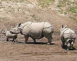 犀牛有幾個角,犀牛有幾個角圖4