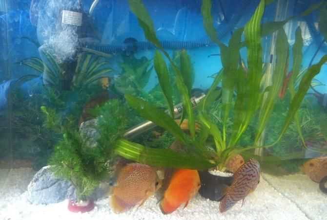 孔雀魚扎堆一個角落是什么原因