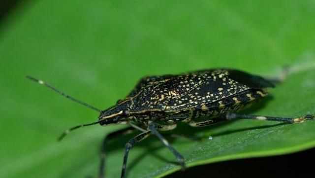 杯子放久了有異味怎么辦，杯子放久了里面有臭屁蟲，怎么弄才可以清洗干凈？圖2