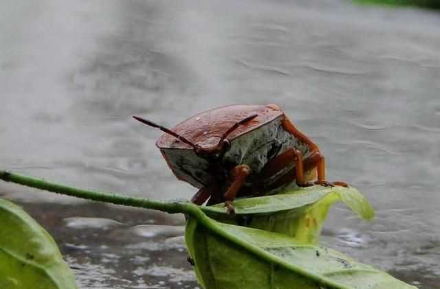 杯子放久了有異味怎么辦，杯子放久了里面有臭屁蟲，怎么弄才可以清洗干凈？圖3