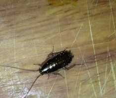 蚊香對蟑螂有效,蚊香對蟑螂有效嗎圖1