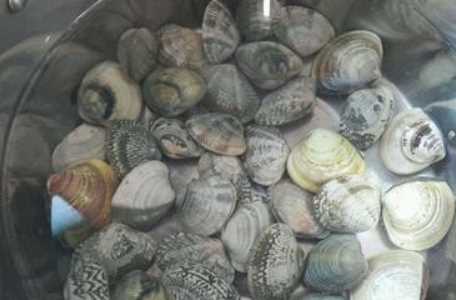 爆炒花甲的做法,爆炒花甲做法圖14