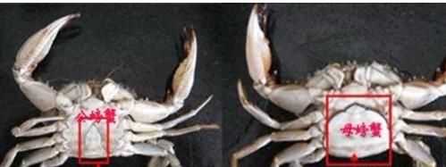 螃蟹有黃的是公還是母，螃蟹肚子里怎么有兩種黃色,一種是淡黃軟軟得,一種是橘黃有點(diǎn)發(fā)硬？圖10