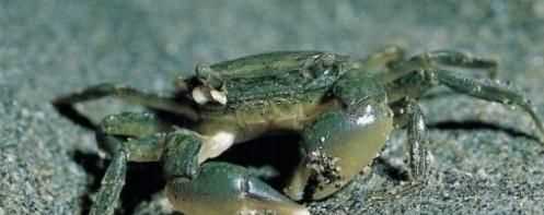 螃蟹有黃的是公還是母，螃蟹肚子里怎么有兩種黃色,一種是淡黃軟軟得,一種是橘黃有點(diǎn)發(fā)硬？圖11