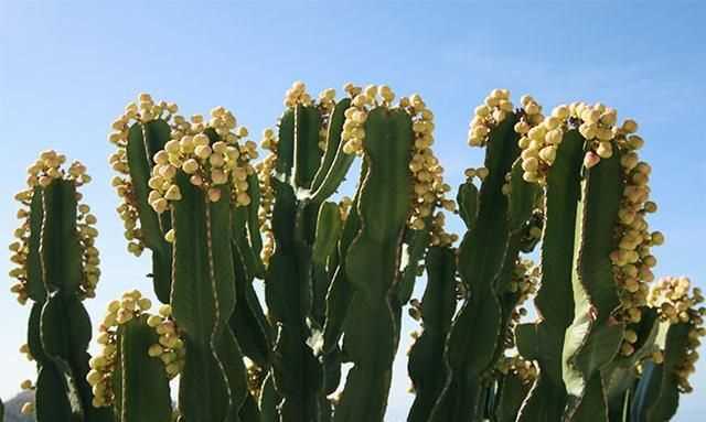 電腦旁邊放仙人掌能防輻射嗎，電腦旁邊放的仙人球，真能防輻射嗎？圖2