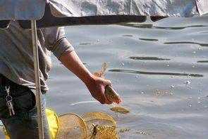 夏天釣鯽魚(yú)用哪些餌料配方,夏天釣鯽魚(yú)最佳餌料配方圖6