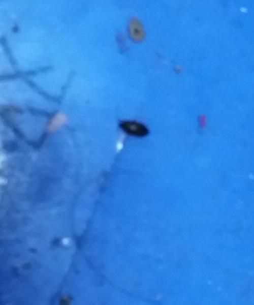 開燈睡覺臭蟲還會出來嗎