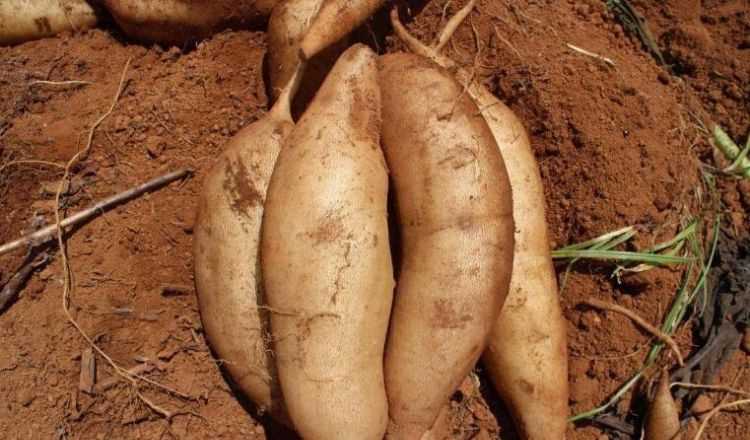 雪蓮果怎么吃比較好