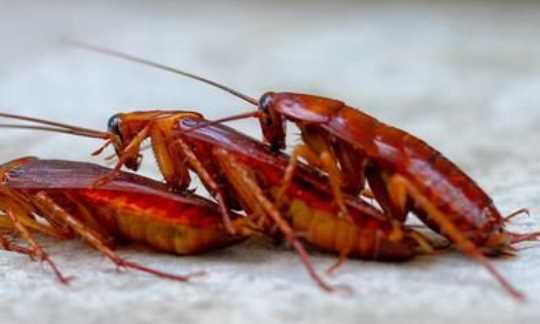 為什么家里突然有蟑螂,家里為什么會(huì)突然出現(xiàn)蟑螂圖1