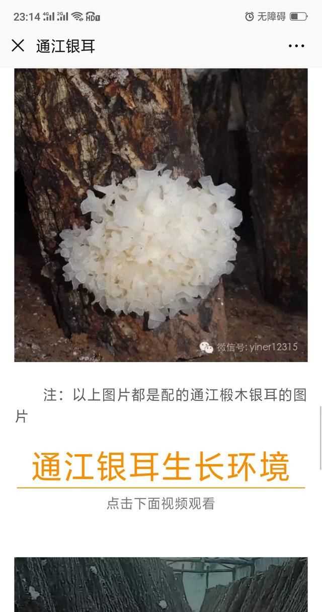 隔夜的白木耳能吃嗎，煮好的白木耳和蓮子放冰箱過(guò)夜能吃嗎？圖8