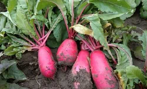 羅卜怎么存放時間長