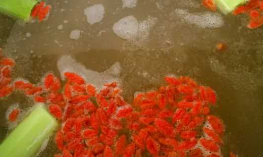 老母雞湯怎么燉,燉老母雞湯怎么燉圖5