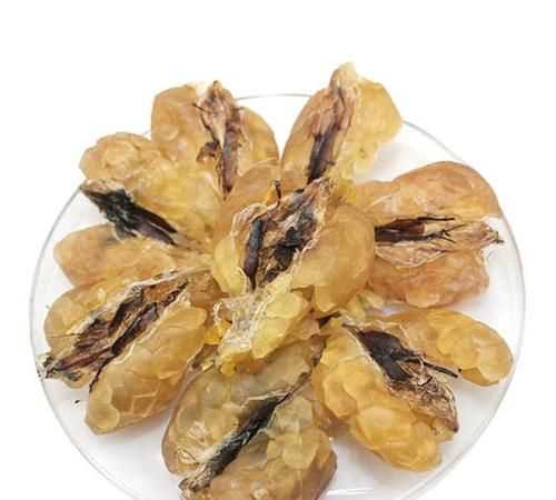 雪蛤的學(xué)名是,雪蛤是什么東西