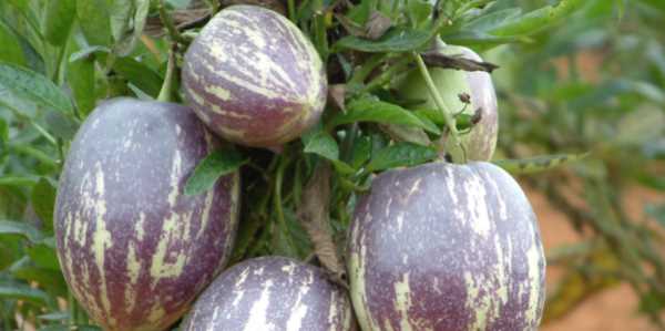 人參果怎樣才是熟了,人生果怎么判斷熟了圖4