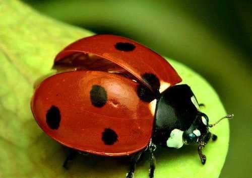 七星瓢蟲是害蟲還是益蟲啊